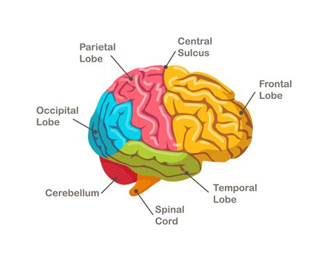 Sections of human brain. Anatomy. Side view of organ 10200247 Vector Art at Vecteezy