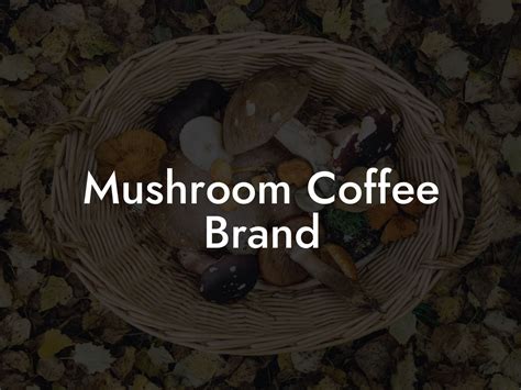 Mushroom Coffee Brand - Mr Mushroom