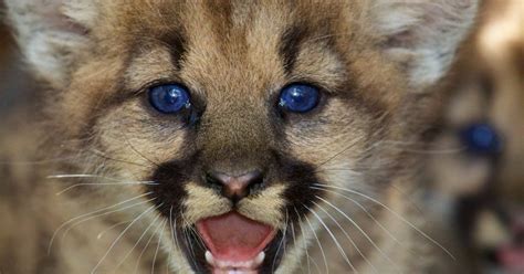 Southern California mountain lions face possible extinction, study finds