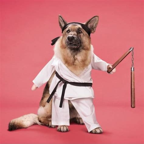 Karate and Dogs on Pinterest