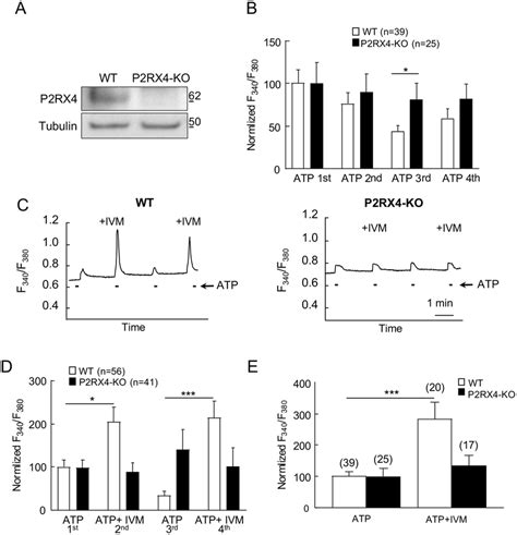 P2RX4 evokes calcium signaling in cultured DRG neurons. (A)... | Download Scientific Diagram