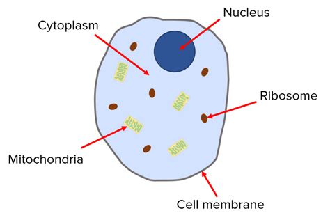 Cell Structure Questions and Revision | MME