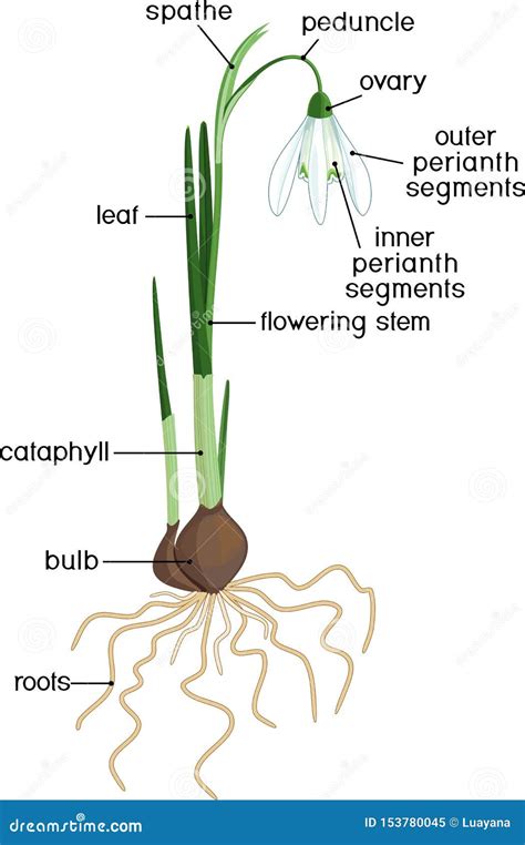 Common Snowdrop Plant Or Galanthus Nivalis With Green Leaves, Flower ...