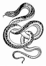 Garter Snake Drawing At GetDrawings  Free Download sketch template