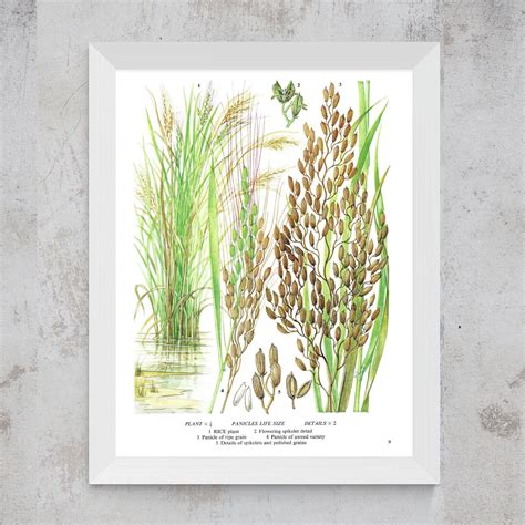 Rice Plant Grain Spikelet Flower Cereal Unframed Vintage - Etsy UK in ...