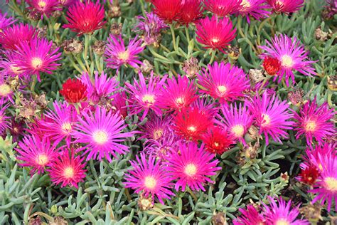 Purple Ice Plant (Delosperma cooperi) in Orange County, CA California CA at Roger's Gardens