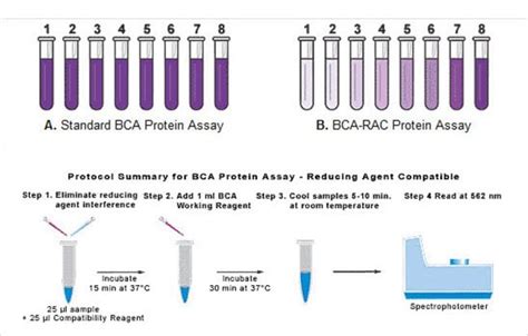 Thermo Scientific™ Dosage des protéines Pierce™ BCA™, compatible avec ...