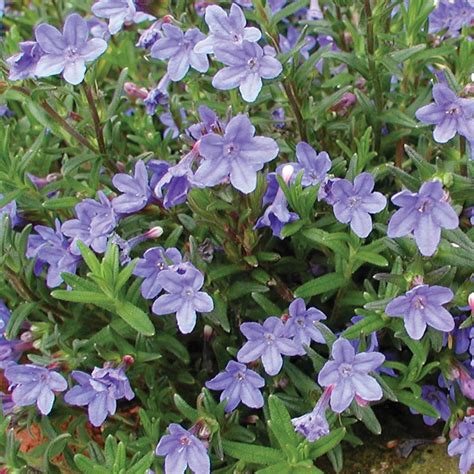 Lithodora diffusa 'Heavenly Blue' (Large Plant) - Large Potted Plants - Thompson & Morgan | Blue ...