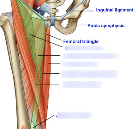 Boundaries of the femoral triangle (wk8) Diagram | Quizlet