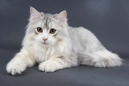 Silver Siberian Kittens - Silver Siberian Cats - cats