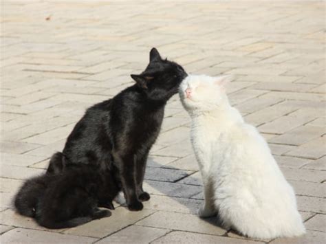 Black and White Cats in Love Kissing Cute Nice Heart Warming | Etsy