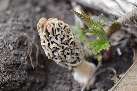 Do warm temperatures signal an early morel mushroom season? – Homegrown ...