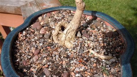 Bonsai Soil: A Beginner's Guide - Bonsai Made Simple