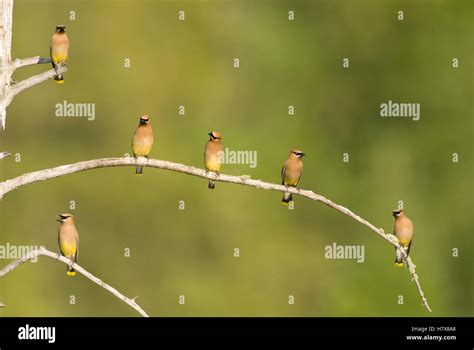 Cedar Waxwing (Bombycilla cedrorum) flock, Michigan Stock Photo - Alamy