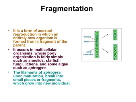 😎 What is regeneration in asexual reproduction. Which Organisms Can ...