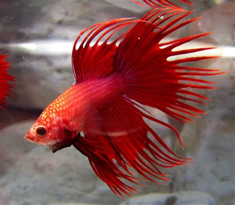 Buy Betta Fish in USA: Buy Betta Fish in Usa.