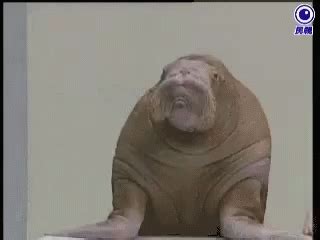 Walrus Cute GIF - Walrus Cute - Discover & Share GIFs