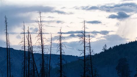 hand, trees, forest, gloomy, 4k HD Wallpaper