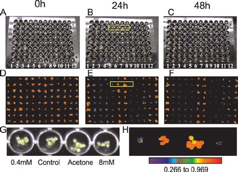 Detection of the effects of the herbicide Imazapyr on plant metabolism... | Download Scientific ...