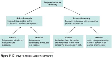 Acquired Immunity