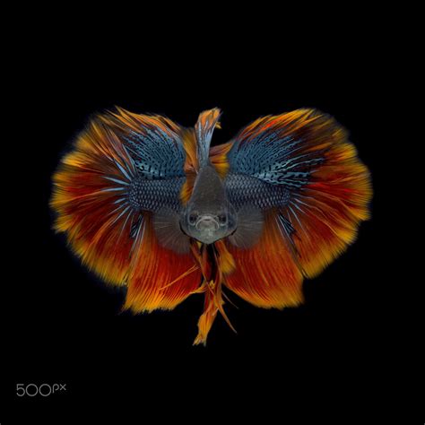 BirdFish - Composite of 4 pictures | Pet fish, Ocean creatures, Betta fish