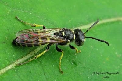 Family Crabronidae Photo Gallery by Richard Migneault at pbase.com