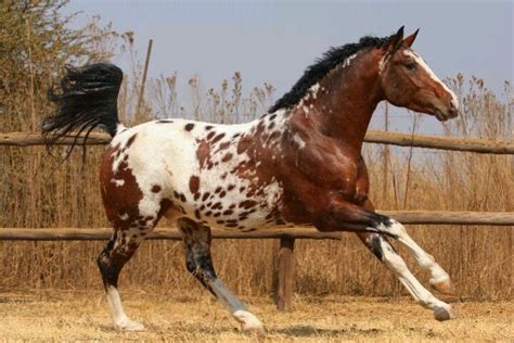 Appaloosa Horse Breed Information, History, Videos, Pictures