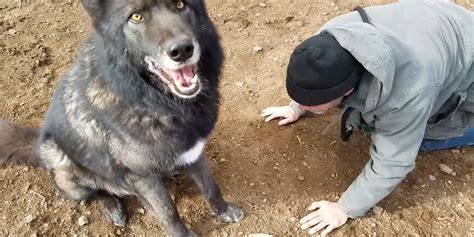 Rescue Wolfdog Finds The Best Home - Videos - The Dodo