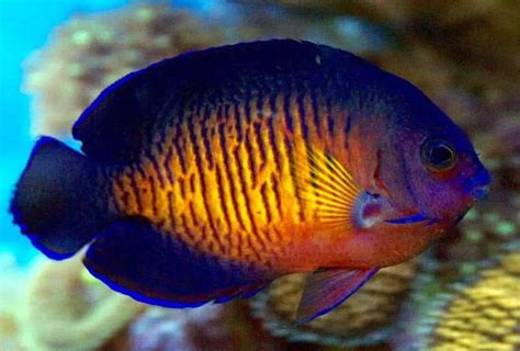 19 Coolest Saltwater Aquarium Fish