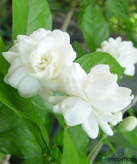 Mogra - Beli Flower - Jasminum Sambac | Jasminum sambac, Jasmine plant, Flowering plants in india