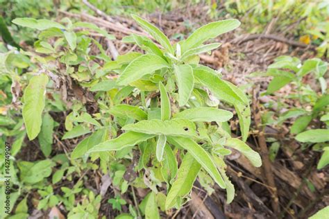 Sambong plant medicinal tea, philippines Stock Photo | Adobe Stock