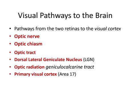 SOLUTION: Central neurophysiology of vision easy to understand for ...