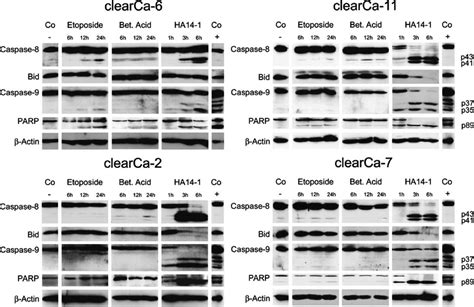 Western Blot analysis of caspase-8-, caspase-9-and PARP-cleavage after ...