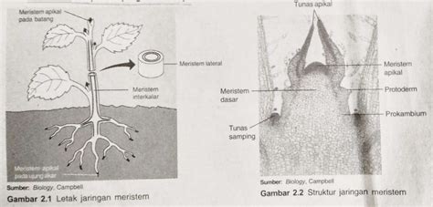 Struktur dan Fungsi Jaringan pada Tumbuhan Beserta Gambarnya! - Angphotorion