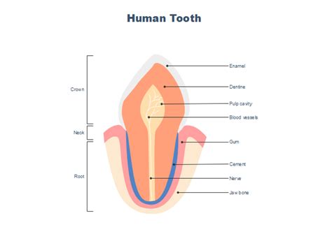 Free Incisor Tooth Anatomy Templates