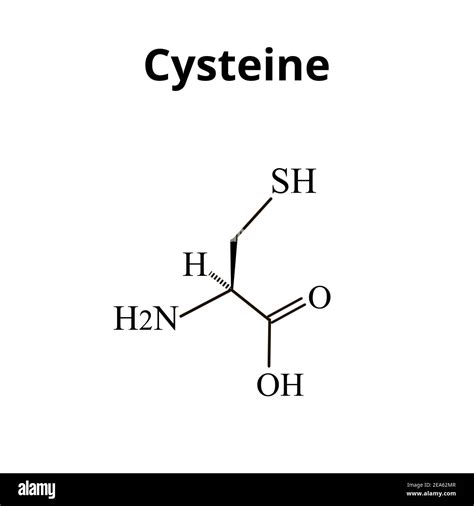 The amino acid Cysteine. Chemical molecular formula Cysteine amino acid. Vector illustration on ...