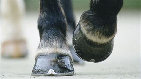 Pioneering rubber Equishox horseshoe designed to improve equine welfare