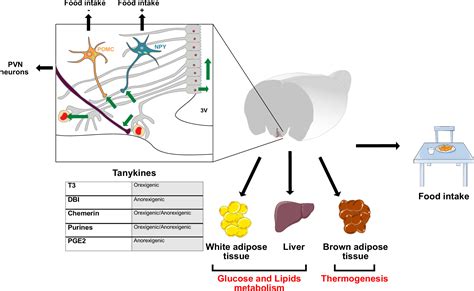 What is the physiological role of hypothalamic tanycytes in metabolism? | American Journal of ...