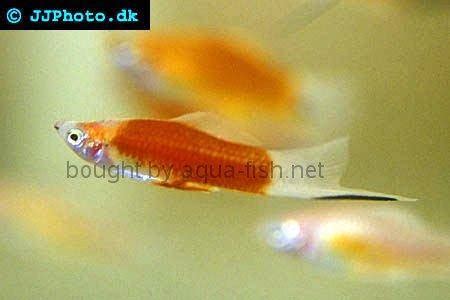 Comprehensive Guide to Caring for and Breeding Swordtail Fish in Aquariums