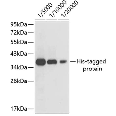 Anti-His Tag Antibody (A17313) | Antibodies.com