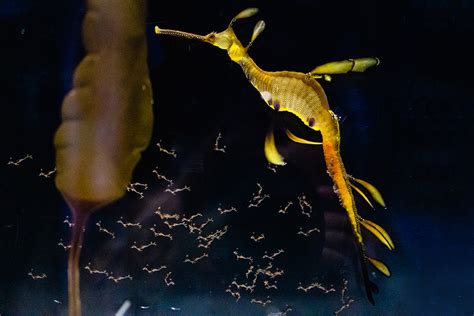 Birch Aquarium Welcomes Baby Weedy Seadragons