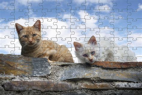 Jigsaw Puzzle | Gorgeous Cute Cats