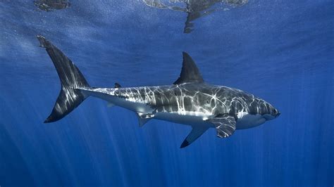 Shark In Blue Sea HD Animals Wallpapers | HD Wallpapers | ID #50538