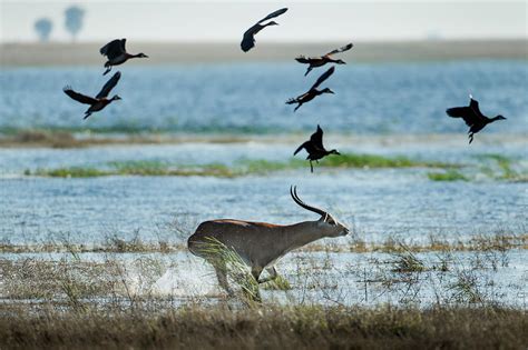 Running Red Lechwe In Okavango Delta Photograph by WorldFoto - Fine Art America