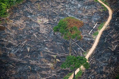 Tropical deforestation is bad news – the science keeps telling us ...