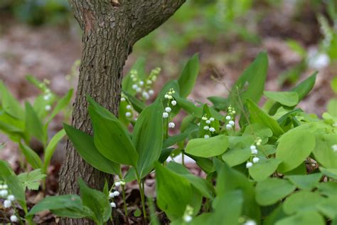 Lily of the Valley: Plant Care & Growing Guide