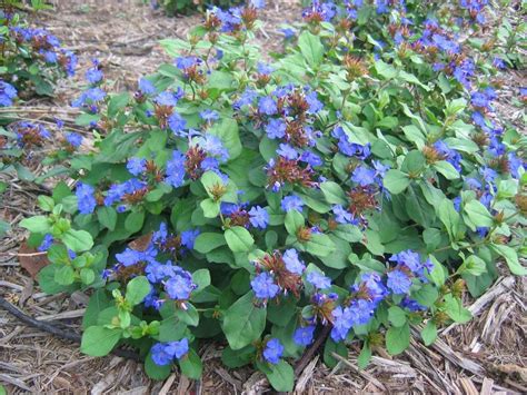 Ceratostigma plumbaginoides Plumbago for sale | Rare Roots | Planting ...