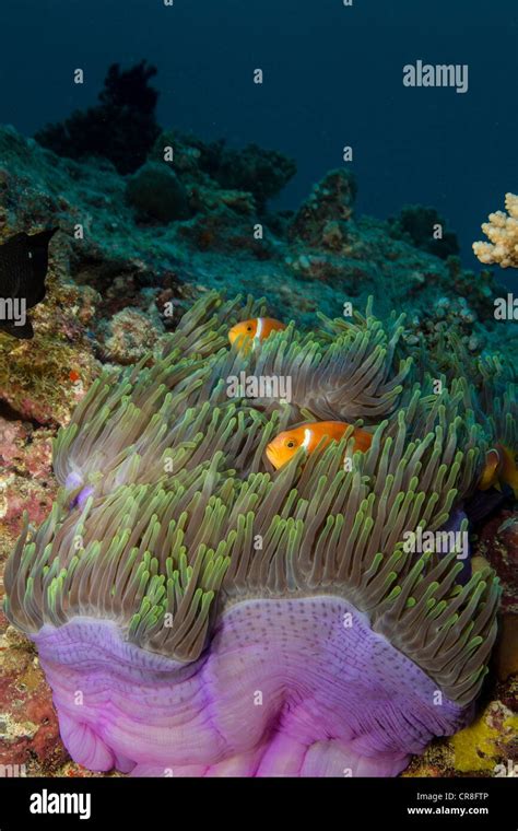 Anemonefish and Anemone Stock Photo - Alamy