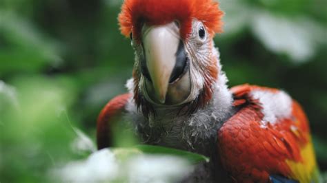 NACIMIENTO DE GUACAMAYA ROJA EN LOS TUXTLAS, VERACRUZ | Xcaret México ...