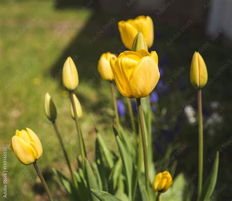 Yellow Tulips in Spring Stock Photo | Adobe Stock